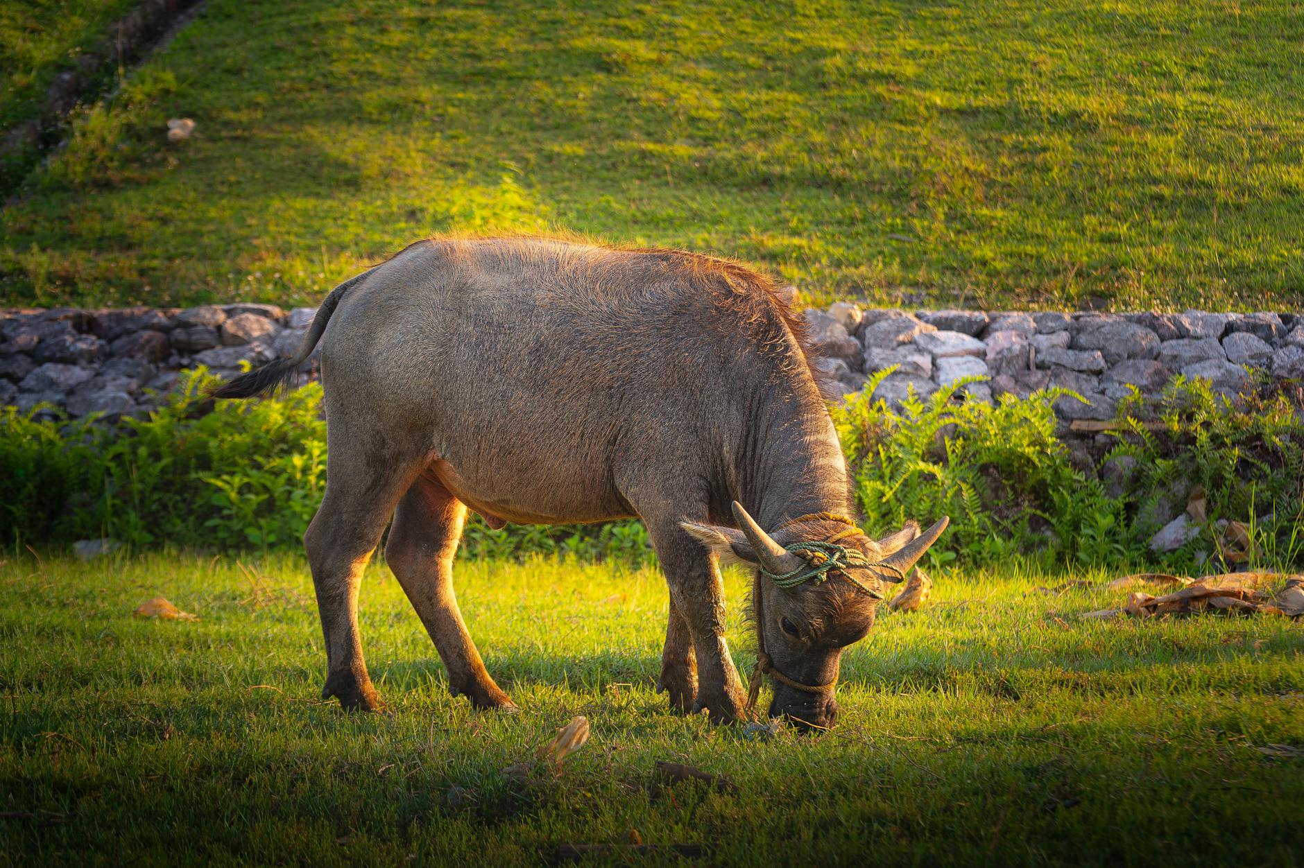 Solar panels - Buffalo - Image 2
