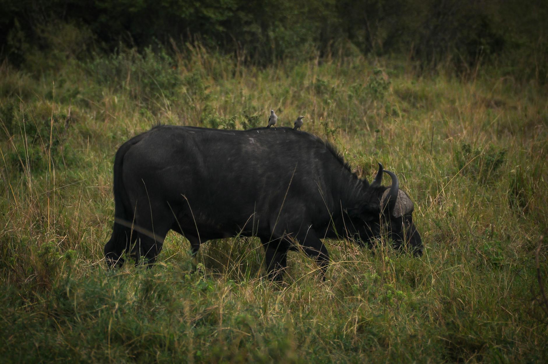 Solar panels - Buffalo - Image 3