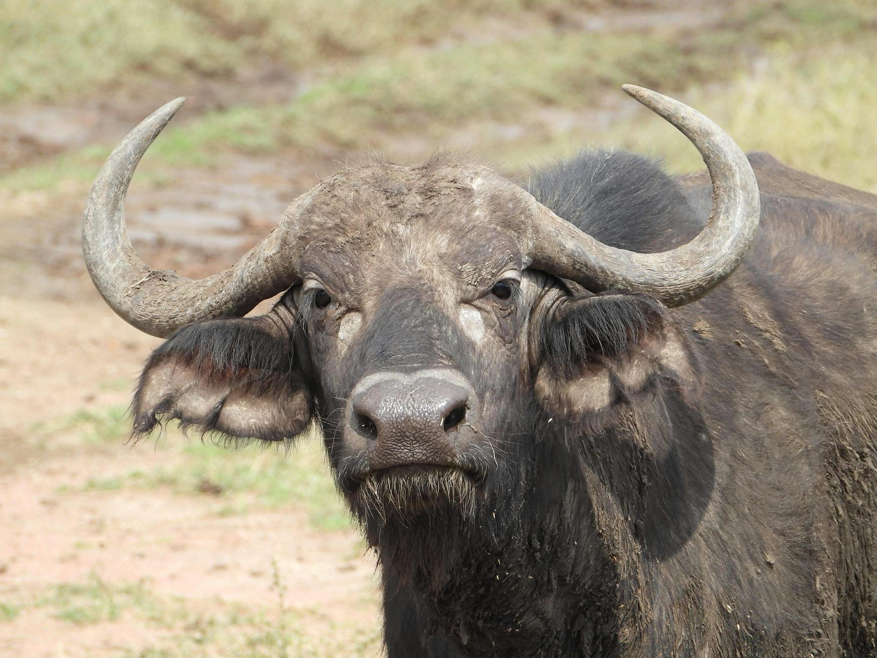 Solar panels - Buffalo - Image 1