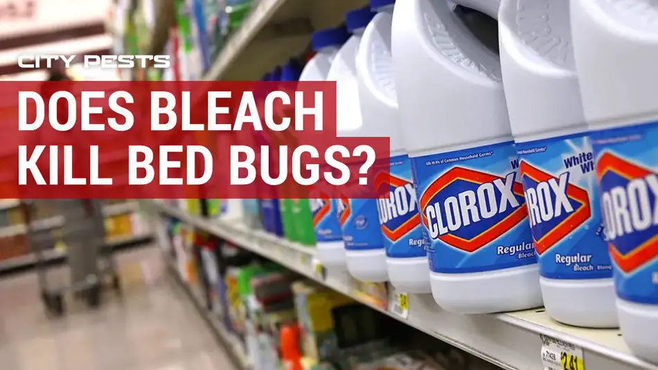 Does bleach kill bed bugs? Does clorex or pine sol work ...