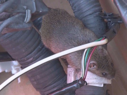 How To Stop Rats, Mice, And Other Rodents Eating Car ...