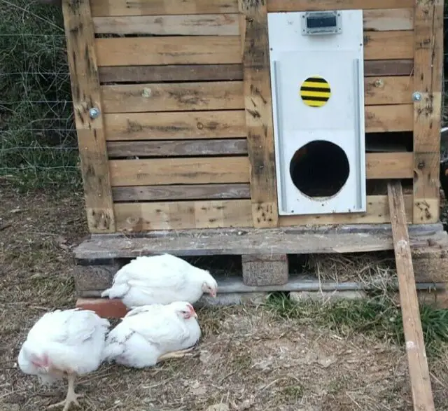 Putkovar automatic chicken solar coop door