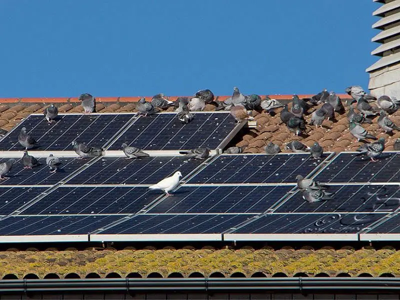 Solar Panel Pigeon Barriers